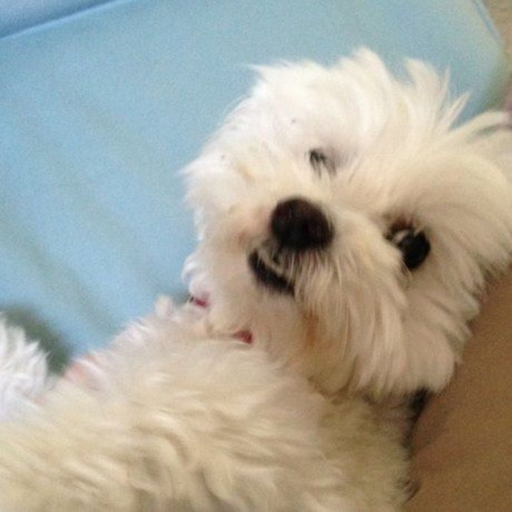 Meet your Posher, Daphne